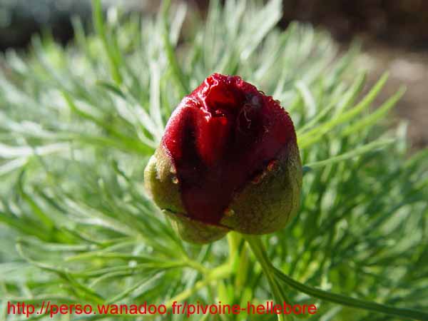 tenuifolia_st_jean05