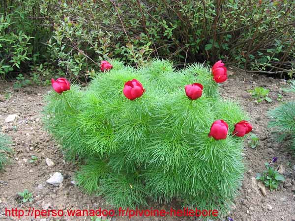tenuifolia_st_jean06