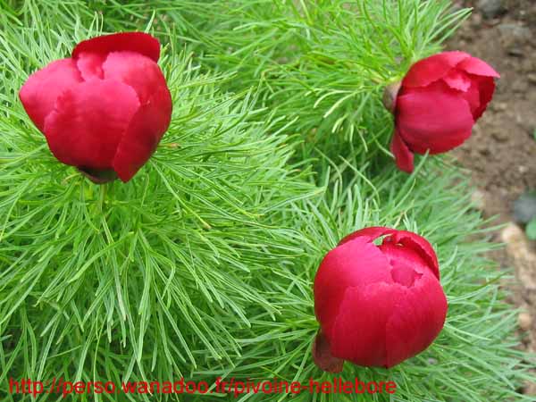 tenuifolia_st_jean07
