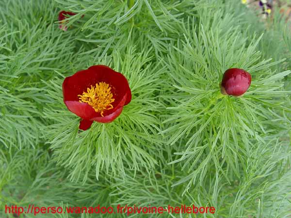 tenuifolia_st_jean08