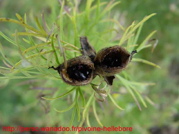 tenuifolia_st_jean10