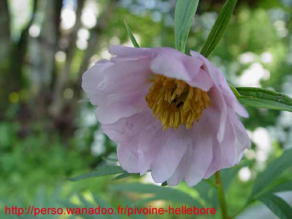veitchii_semisrb04