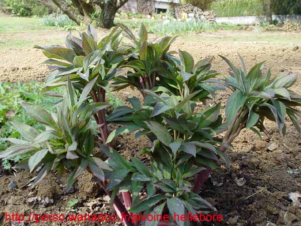 wittmaniana_kl01