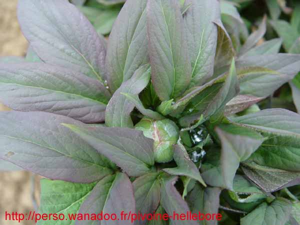 wittmaniana_kl03