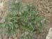 humilis_villosa02