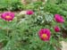 humilis_villosa05