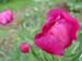humilis_villosa06