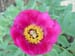 humilis_villosa07