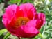 humilis_villosa08