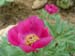 humilis_villosa10