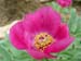 humilis_villosa11