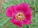 humilis_villosa12