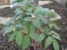 japonica01