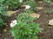 lactiflorapb01
