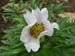 lactiflorapb02