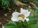 lactiflorapb03