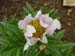 lactiflorapb04