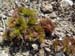 lithophylla01