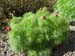 lithophylla04