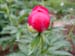 lobata_china_r02