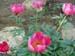 lobata_china_r05