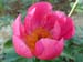 lobata_china_r06