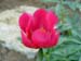 lobata_china_r07