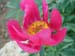 lobata_china_r08