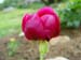 mascula_russii00205