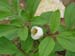 obovata_alba_rb01