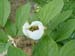 obovata_alba_rb02