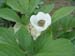 obovata_alba_rb04