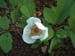 obovata_alba_rb05