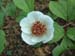 obovata_alba_rb06