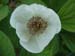 obovata_alba_rb07