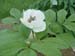 obovata_willmotiae03