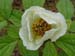 obovata_willmotiae04