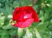 peregrinea_f_kng06