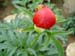 peregrinea_o_froebel04