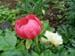 peregrinea_o_froebel05