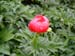 peregrinea_o_froebel06