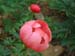 peregrinea_o_froebel09