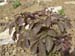 ruprechtiana03