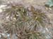 smouthii_terr03