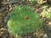 tenuifolia_kl01