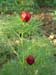 tenuifolia_kl02