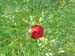 tenuifolia_kl03