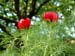 tenuifolia_kl04