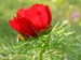 tenuifolia_kl05