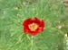 tenuifolia_kl06